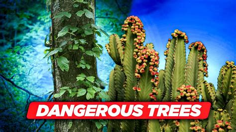 Top 10 Most Dangerous Trees You Shouldn T Touch Youtube