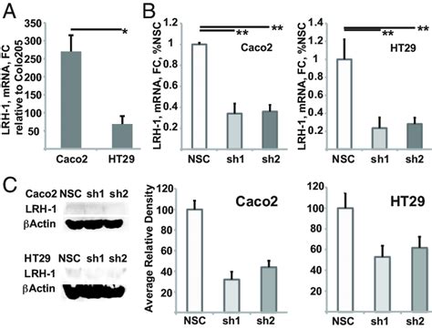 LRH 1 Expression Levels And Knockdown Expression Of LRH 1 In Caco2 Is