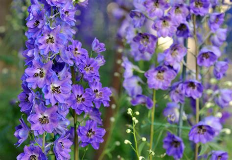 30 Best Plants With Purple Flowers To Grow Outdoors