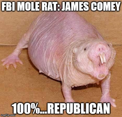 Naked Mole Rat Meme Generator Imgflip Hot Sex Picture