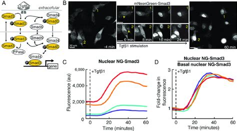 Ligand Induced Nuclear Accumulation Of NG Smad3 A Illustration Of