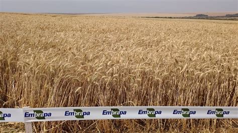 Trigo Irrigado No Cerrado Bate Sucessivo Recorde Mundial De