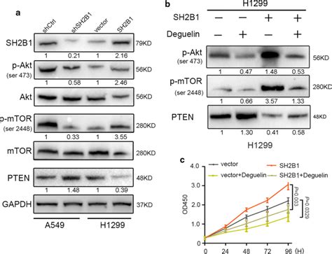 SH2B1 Regulates NSCLC Cell Proliferation Through Akt MTOR Pathway In