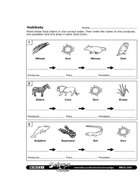 Food Chains Worksheet | PDF