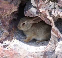 Mammals - Petrified Forest National Park (U.S. National Park Service)