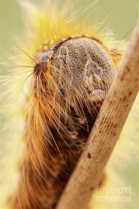 Drinker Moth Caterpillar By Heath Mcdonald Science Photo Library