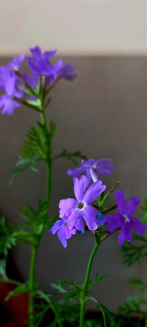 Some Purple Flowers Are Growing In A Pot