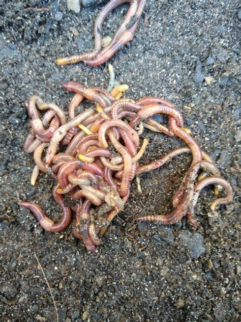 Live Red Wiggler Worms For Sale