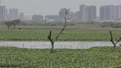 Delhi Lg Takes Up Cleaning Of Najafgarh Lake After Directions From Ngt