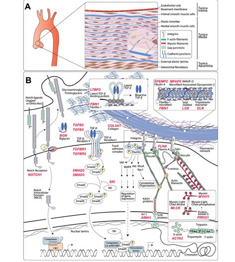 Organization Of The Aortic Wall And Representation Of Molecular