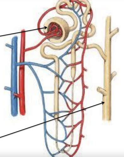 Urinary System Lecture Flashcards Quizlet