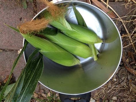 Growing Sweet Corn The Greening Of Gavin