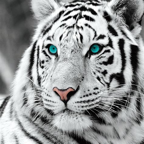 Wall Glass Art - White Tiger - Blue Eyes b&w | Buy at Europosters.eu