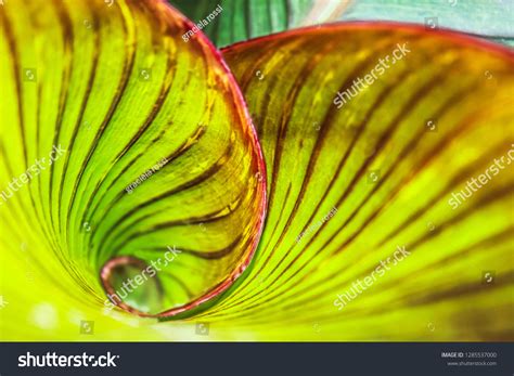 Fibonacci Spiral Nature Green Leaf Tropical Stock Photo 1285537000