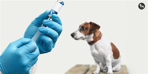 Understanding Rabies 101 - Dog Bite Illness Symptoms, Treatment & Prev