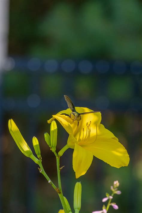 Hummingbird Yellow Flower - Free photo on Pixabay - Pixabay