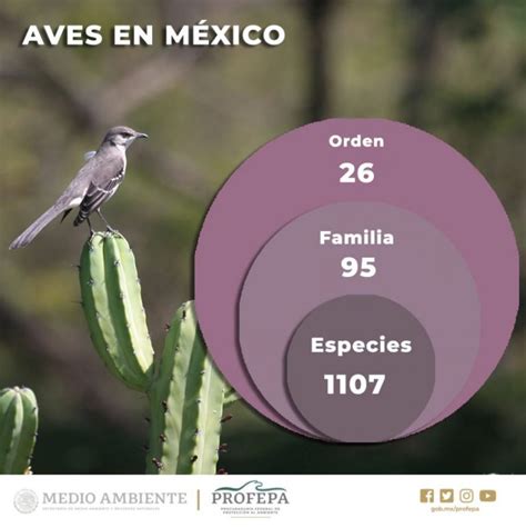 Las Aves En México Tienen Una Gran Importancia Ecológica Y Social ¡hay Que Protegerlas Y