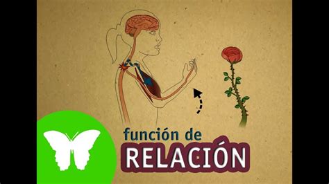 La Función De Relación La Función De Relación