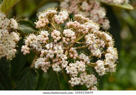 Leatherleaf Viburnum Viburnum Rhytidophyllum Bush Bloom Stock Photo