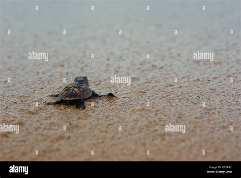 Tortuga Vista Trasera Fotografías E Imágenes De Alta Resolución Alamy