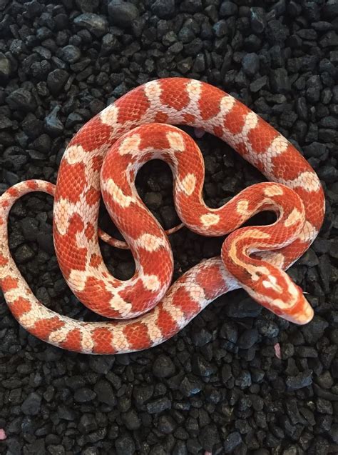 Paradox Corn Snake Traits Morphpedia