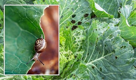 Garden Pests ‘fantastic Ways To Keep Vegetable Gardens ‘pest Free