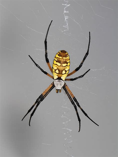 Araignée jaune et noire Argiope aurantia Picture Insect