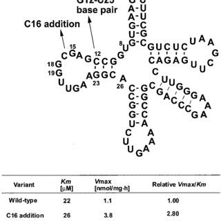 Mutations Introduced Into Yeast Trna Phe Gaa To Change Bp In The