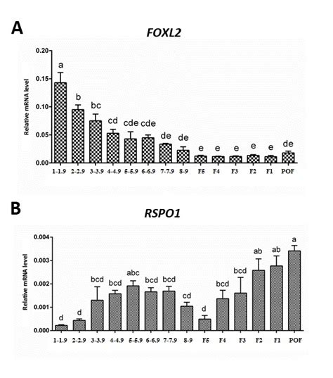 Expression Of Foxl A And Rspo B Mrna In Hen Ovarian Follicles At