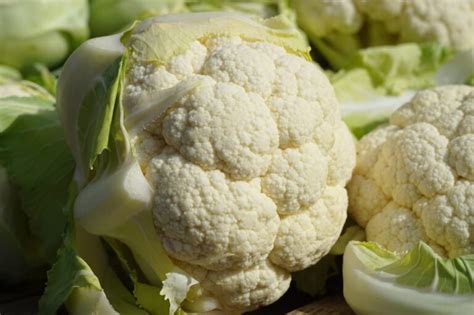 Ravageurs du chou fleur Planète Agrobio