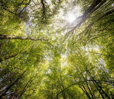 Waldwissen Sdw