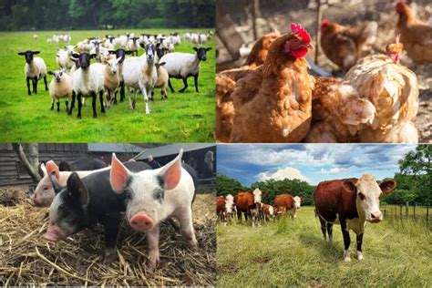 Clasificación De Los Animales De Granja » Características, Alimentación ...