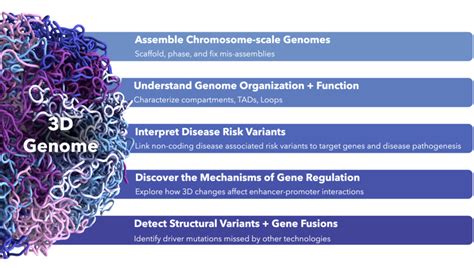 How 3D Genomics Can Strengthen Your Multi Omics Approach To Scientific