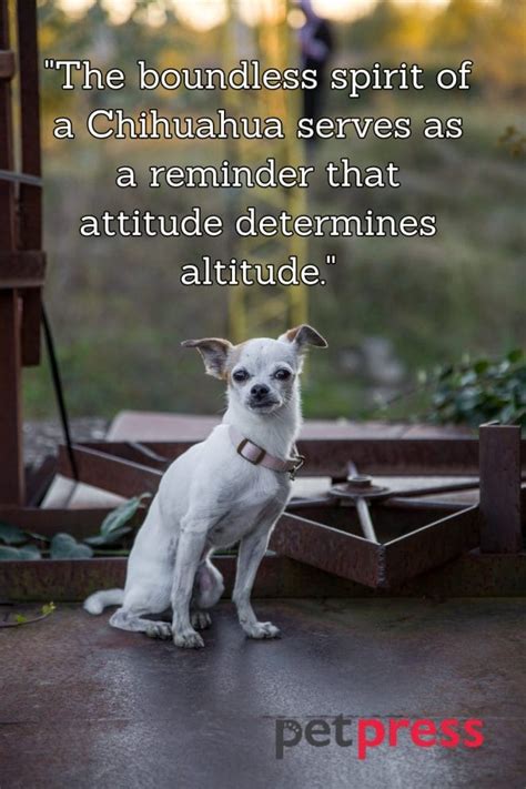 Tiny but Big Wisdom: 50 Best Chihuahua Dog Quotes That Inspire