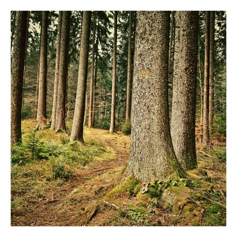 Banco De Imagens Panorama árvore Natureza Ramo Luz Plantar