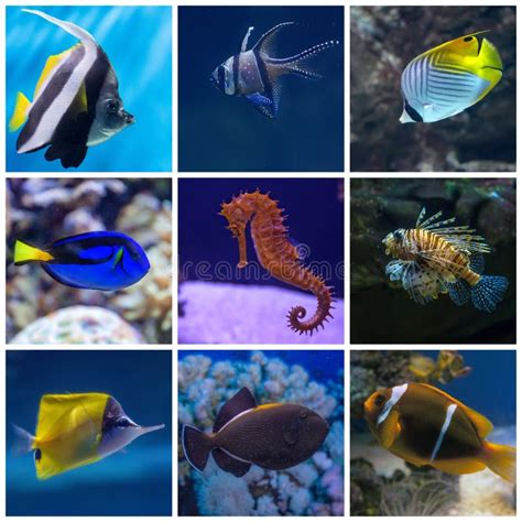 Collage Des Unterwasserlebens Set Tropische Fische Stockfoto Bild Von