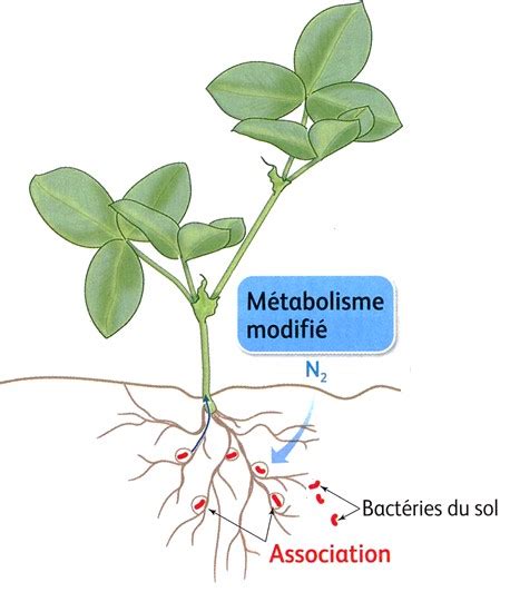 Symbiose Bactérienne