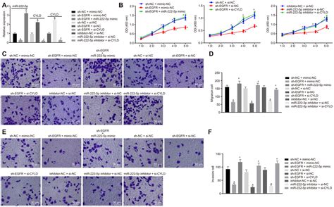 Anti Oncogenic Effects Of Sox2 Silencing On Hepatocellular Carcinoma