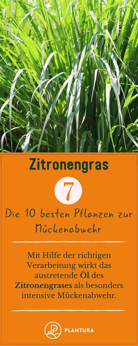 Pflanzen Gegen Muecken Garten