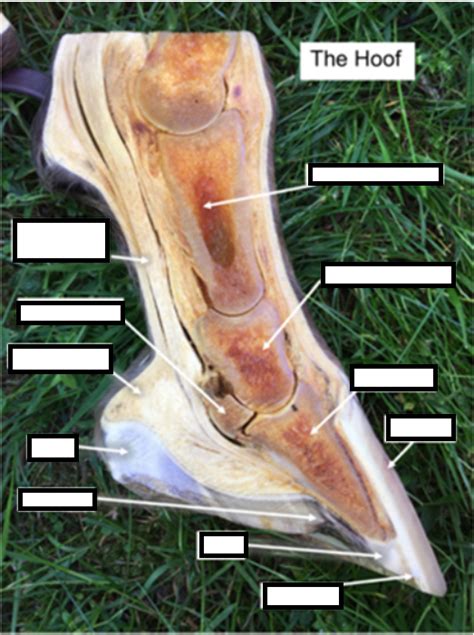 Equine Foot Diagram Quizlet