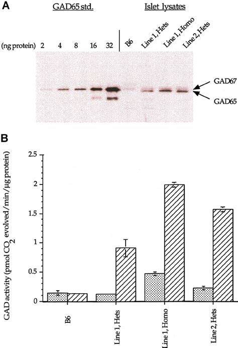 Expression And Gad Enzyme Activity In Rip7 Hgad65 Transgenic And Download Scientific Diagram