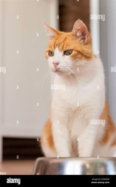 Vertical View Of White And Orange Cat Sitting While Wating For Food On