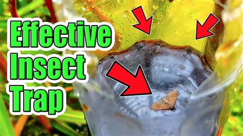 How To Make Simple Insect Trap For Your Garden Youtube