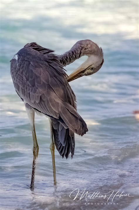 Wildlife – Indian Ocean – Matthias Hübner Photography