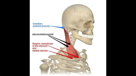 Sternocleidomastoid Muscle Blood Supply And Innervation Youtube