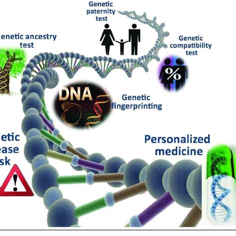 Single Nucleotide Polymorphism Snp With Alleles C And T Download Scientific Diagram