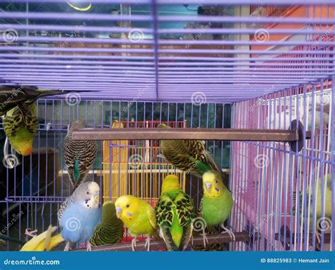 Parakeets In Cage Stock Image Image Of Birdcage Male 88825983