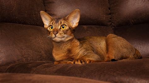 15 Beautiful Big Ear Cat Breeds That Youll Love I Discerning Cat