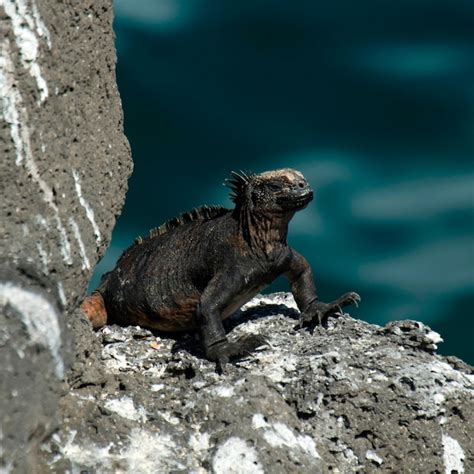 P Gina Im Genes De Leon Marino Galapagos Descarga Gratuita En Freepik