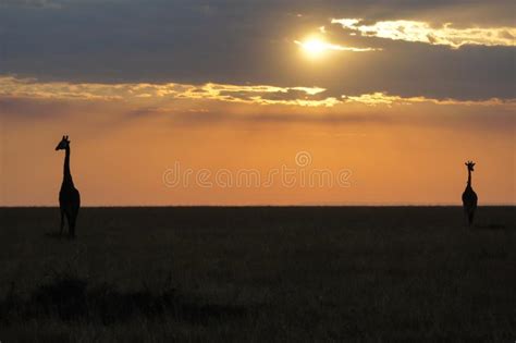 Puesta Del Sol Africana Con La Silueta De Dos Jirafas Salvajes Foto De